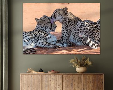 Cheetah  coalitie