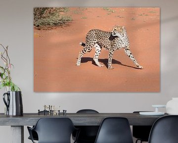 Cheetah in de Kalahari