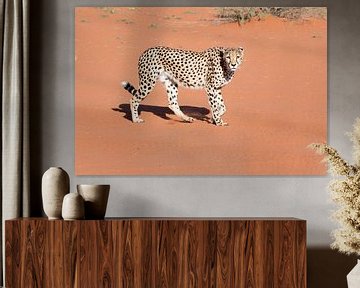 Cheetah in de Kalahari van Felix Sedney