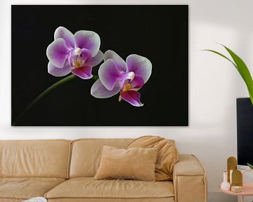 Orchids by Dieter Beselt