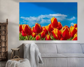 Tulpen in Flevoland van Ivo de Rooij