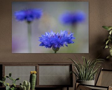 blauwe korenbloemen van Kaat Nobelen