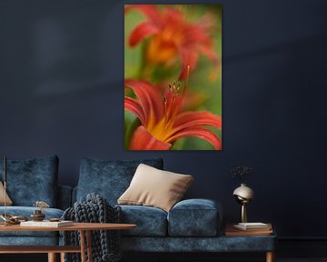 Red lily with stamens