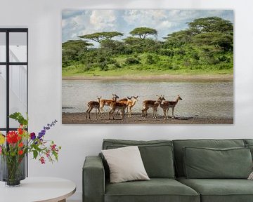 Een groep impala's staat aan de over van een meer van OCEANVOLTA