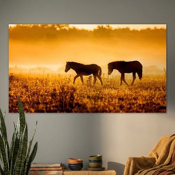 Pferde im Nebel am frühen Morgen