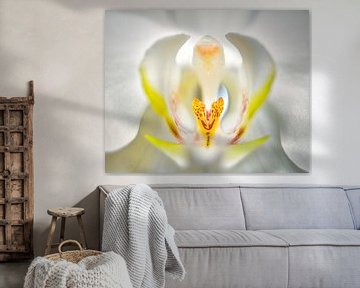 Orchidée sur Wim van Beelen