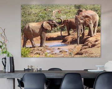 Elephants Addo National Park - South Africa by Map of Joy