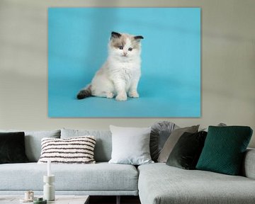 Ragdoll kitten in het blauw van Elles Rijsdijk