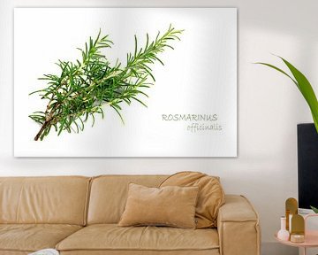 frischer grüner Rosmarin, Rosmarinus officinalis, isoliert auf weißem Hintergrund mit Mustertext