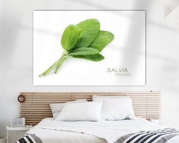 frische grüne Blätter von Salbei, Salvia officinalis, isoliert mit kleinem Schatten auf weißem Hinte