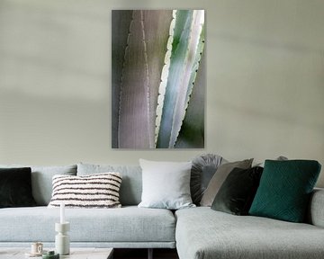 Fond naturel abstrait, détail d'un agave gris-bleu regardant à travers les feuilles avec des épines,