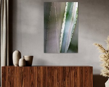 Fond naturel abstrait, détail d'un agave gris-bleu regardant à travers les feuilles avec des épines, sur Maren Winter