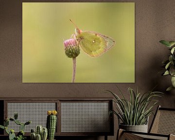 Luzerner Schmetterling von Elles Rijsdijk