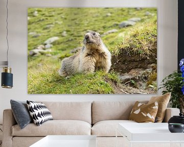 Alpine marmot by Elles Rijsdijk