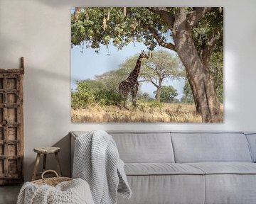 Giraffe near a tree by Karin vd Waal