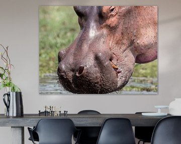 Portrait d'Hippopotame sur Karin vd Waal