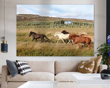 Faire courir des chevaux en Islande sur Map of Joy