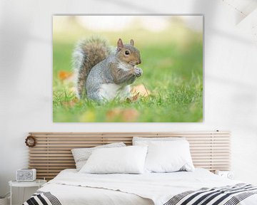 Grey squirrel by Elles Rijsdijk