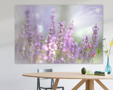Lavendel Blüte des Sommers von Tanja Riedel