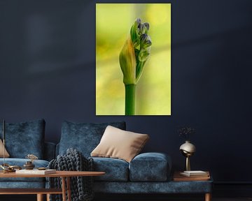 Bourgeons d'un Agapanthus bleu, lys africain sur Klik! Images