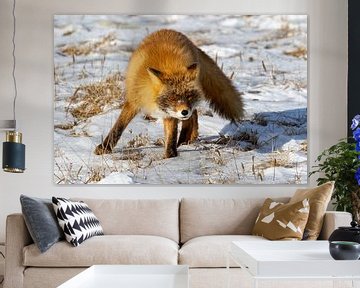 Red fox in Hokkaido Japan by Erik Verbeeck