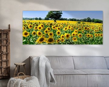 Feld mit Sonnenblumen von Corinne Welp