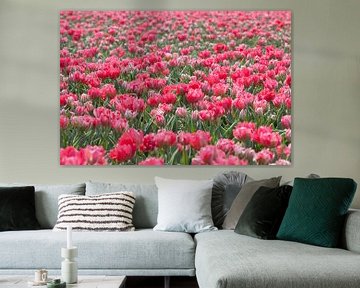 Tulips by Paul Heijmink