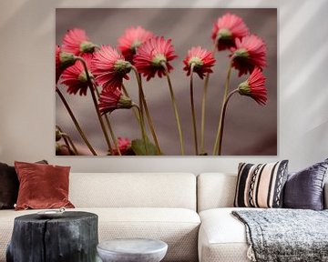 Rote Gerbera mit langen Stielen in Nahaufnahme von Klik! Images