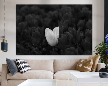 Black tulips around one white by Helene van Rijn