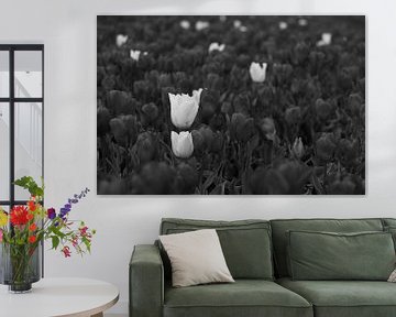 Black tulips with some white ones in between by Helene van Rijn