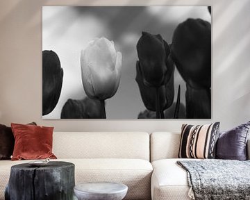 Black tulips with a single white against a cloudy sky by Helene van Rijn