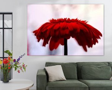 Abstracte achtergrond met rode gerbera van Klik! Images