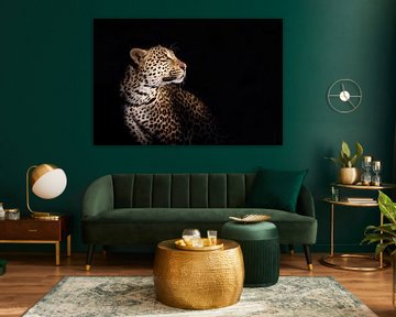 Portrait de léopard (Panthera pardus) sur fond noir
