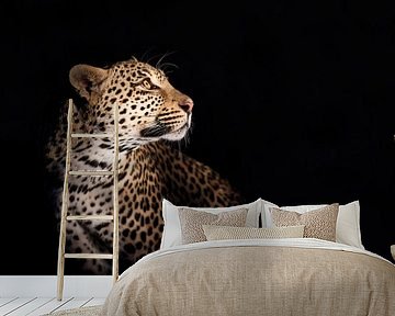 Leopard (Panthera pardus) in the spotlight by Nature in Stock