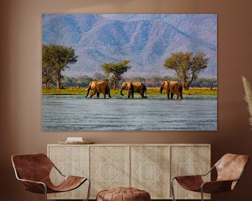 Trois éléphants d'Afrique (Loxodonta africana) marchant dans le fleuve Zambèze sur Nature in Stock