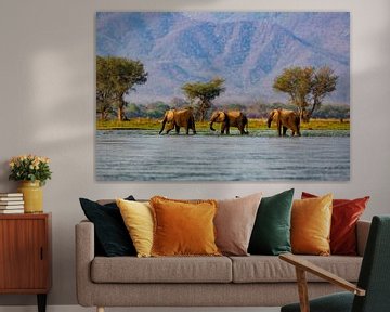 Drie Afrikaanse olifanten (Loxodonta africana) lopend door de Zambezi rivier van Nature in Stock