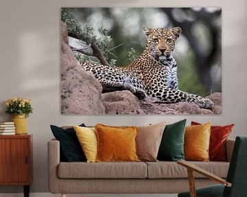Portrait de léopard (Panthera pardus) sur un rocher sur Nature in Stock