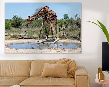 Girafe (Giraffa camelopardalis) homme buvant dans un étang