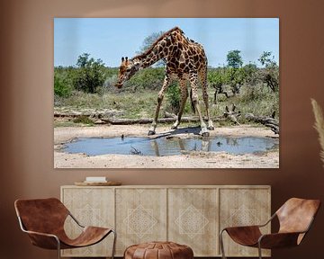 Giraf (Giraffa camelopardalis) man drinkend uit een waterplas