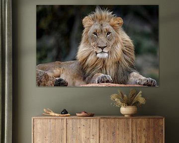 Mächtiges Porträt eines afrikanischen Löwen (Panthera leo), der auf einem Felsen liegt von Nature in Stock