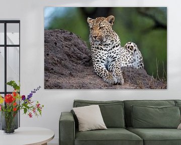 Léopard (Panthera pardus) couché sur une termitière