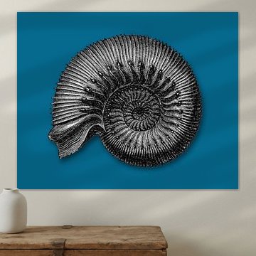 Ammonite fossil