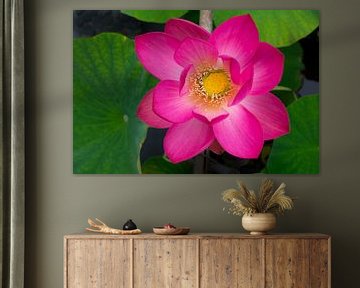 Fleur de lotus sacrée en pleine floraison sur Peter Hermus