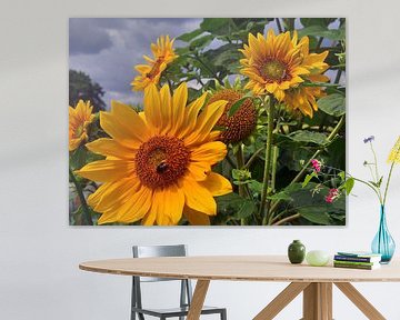 Zonnebloem 11