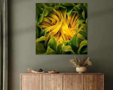 Sunflower by Wim van Beelen