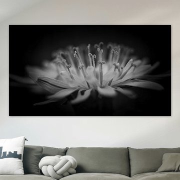Dandelion black/white by Wim van Beelen