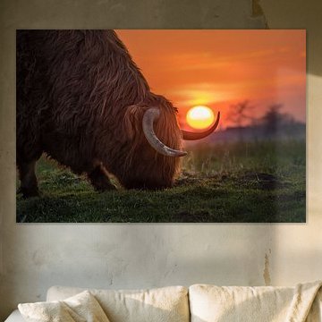 Koe bij ondergaande zon