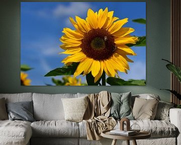 A yellow sunflower against a blue sky by Ulrike Leone