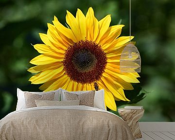 a yellow sunflower against a green background by Ulrike Leone