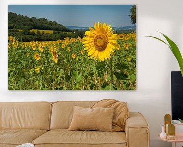 Veld met zonnebloemen van Elles Rijsdijk